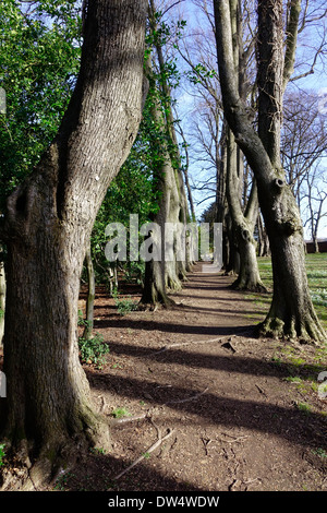 The Monk's Walk an avenue of lime trees at Guisborough Priory where the gardens are being restored. Stock Photo
