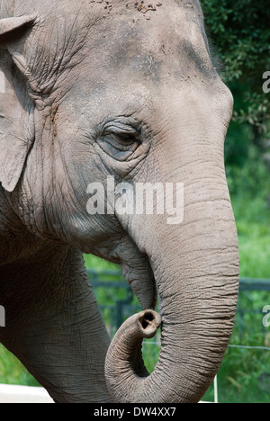 Asian elephant, Elephas maximus, Bioparco, Rome, Italy Stock Photo