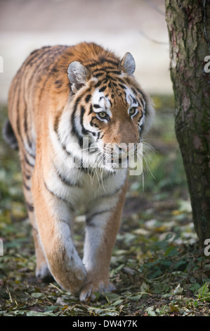 Siberian tiger (Panthera tigris altaica) Stock Photo