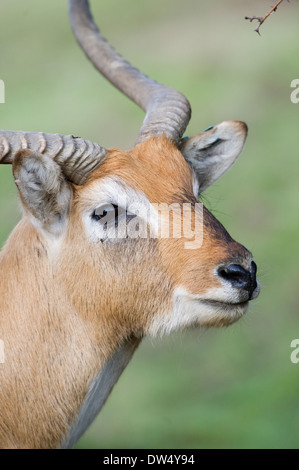Blackbuck antelope (Antilope cervicapra) Stock Photo