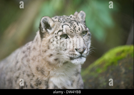 Snow Leopard (Panthera uncia or Uncia uncia) Stock Photo