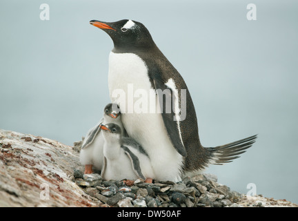 Gentoo Penguin with chicks (Pygoscelis papua) Pleneau island, Antarctic Peninsula, Antarctica Stock Photo