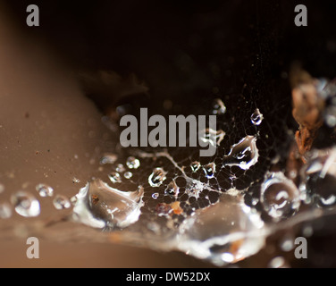 water drops caught in a spider web Stock Photo