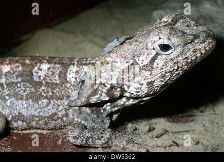 Frilled Lizard (Chlamydosaurus kingii), Agamidae, Australia Stock Photo
