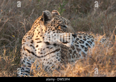A leopard sitting in grass Stock Photo