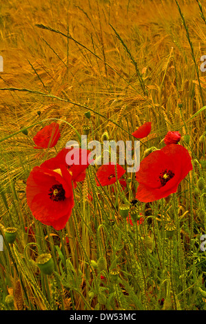 Red field poppies on the edges of a field of ripening wheat. Stock Photo