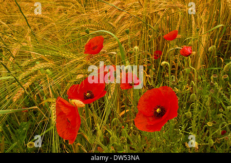 Red field poppies on the edges of a field of ripening wheat. Stock Photo
