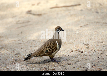 Squatter Pigeon Geophaps scripta Atherton Tablelands Queensland ...