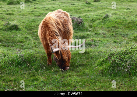Highland cow or kyloe grazing on Bodmin Moor, Cornwall, England Stock Photo