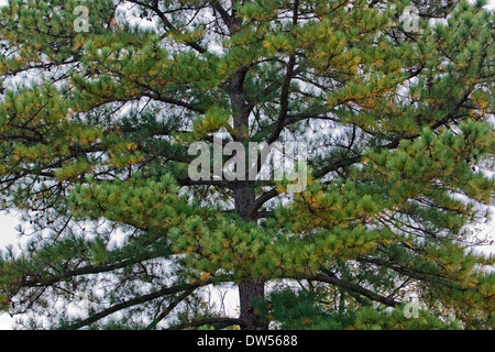 Virginia pine (Pinus virginiana). Also called Scrub pine, Jersey pine Stock Photo