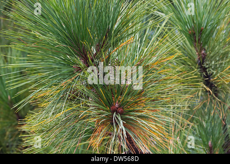 Virginia pine (Pinus virginiana) Stock Photo