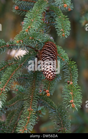 Brewer's weeping spruce (Picea breweriana) Stock Photo