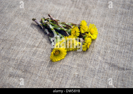 colts foot Tussilago farfara medical herb on linen cloth background Stock Photo