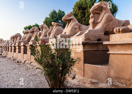 Part of the avenue of ram-headed sphinxes that leads to the entrance to the Temple of Amun at Karnak. Stock Photo