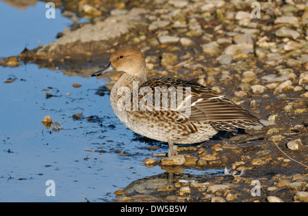 Northern Pintail - Anas acuta Female duck by water Stock Photo