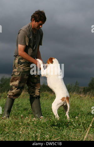 Dog English Pointer  /  adult brings a partridge to the hunter Stock Photo