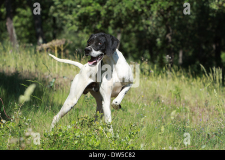 Dog English Pointer  /  adult pointing in a forest Stock Photo