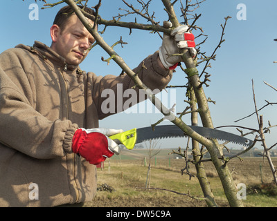 Young gardener pruning apple tree branches with pruning saw Stock Photo