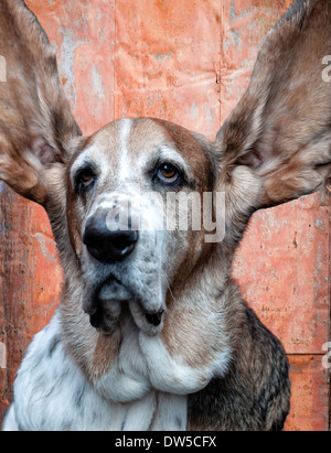"I'm Listening" Stock Photo
