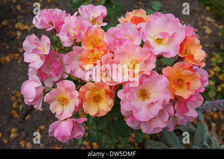 Bunch of pink and orange roses Stock Photo