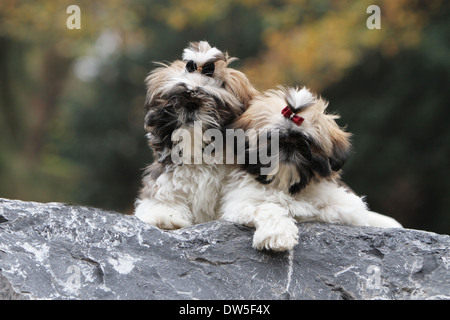 Shih Tzu Dog  /  two puppies lying on a rock Stock Photo