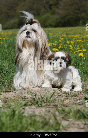 Shih shops tzu adults for