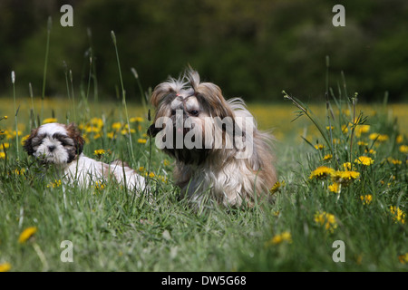 Shih Tzu Dog  /  young and puppy walking in a meadow Stock Photo