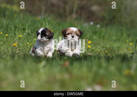 Shih Tzu Dog  /  two puppies running in a meadow Stock Photo