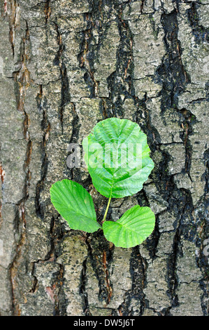 Black Alder, European Alder or Common Alder (Alnus glutinosa), bark and leaves, North Rhine-Westphalia, Germany Stock Photo