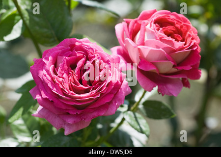 Two pink roses on a flowerbed on a sunny day Stock Photo