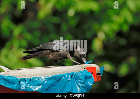 Western Jackdaw or Eurasian Jackdaw (Corvus monedula, Coloeus monedula) on dustbin, North Rhine-Westphalia, Germany Stock Photo