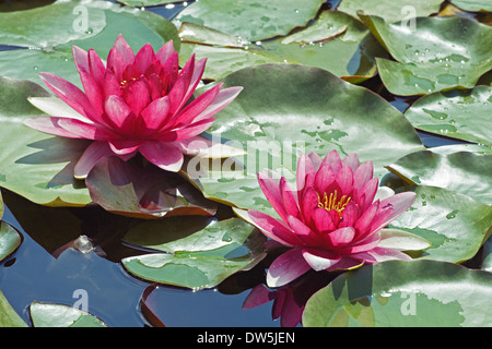 Two purple water lilies and green leaves on a lake Stock Photo
