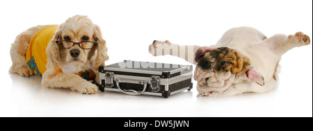 stressful business deal - cocker spaniel with briefcase laying beside stressed english bulldog on white background Stock Photo