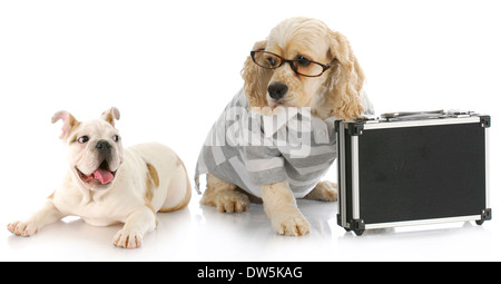 business deal - excited bulldog puppy looking at cocker spaniel business man with briefcase Stock Photo