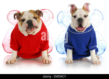 dog angels - two english bulldogs wearing angel costumes  Stock Photo