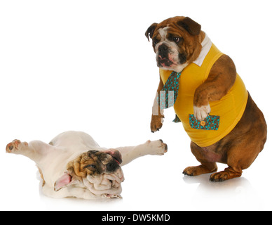 silly dogs - english bulldog standing looking down at another laying on back  Stock Photo