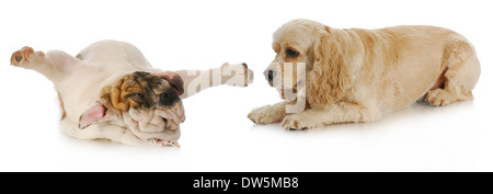 dogs playing - cocker spaniel and english bulldog laying on ground playing with reflection on white background Stock Photo