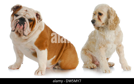 two dogs - american cocker spaniel looking over shoulder at english bulldog on white background Stock Photo