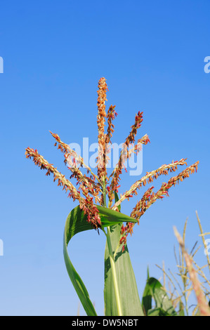 Maize or Corn (Zea mays), blooming, North Rhine-Westphalia, Germany Stock Photo