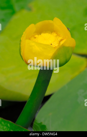 Yellow Water-lily or Brandy-Bottle (Nuphar lutea), North Rhine-Westphalia, Germany Stock Photo