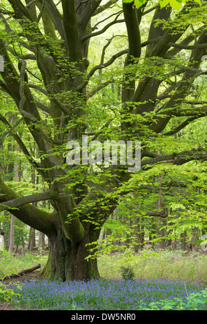 Bluebells growing beneath an ancient pollarded Beech tree in Savernake Forest, Marlborough, Wiltshire, England. Stock Photo