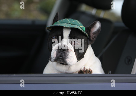 Dog French Bulldog / Bouledogue Français / adult looking out of car window Stock Photo