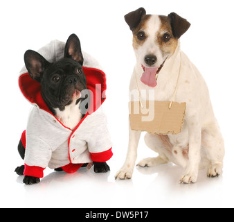 communication - french bulldog sitting beside jack russel terrier wearing black sign on white background Stock Photo