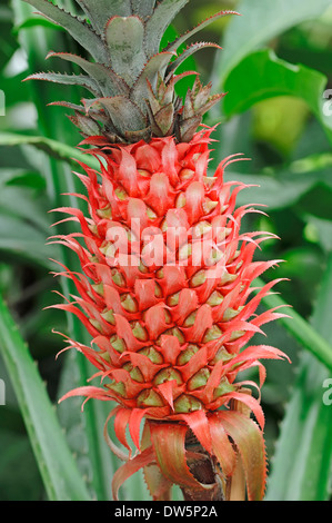 Pineapple (Ananas comosus), fruit Stock Photo