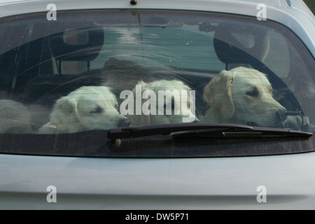 Dog Golden Retriever / three adults in a car looking out window Stock Photo