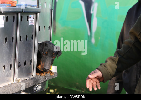 Dog Jagdterrier / adult traveling in a car trailer Stock Photo