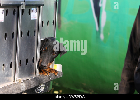 Dog Jagdterrier / adult traveling in a car trailer Stock Photo