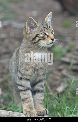 Scottish Wildcat  kitten Stock Photo