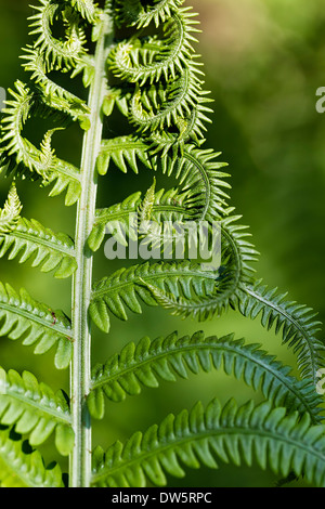Fern frond, close up Stock Photo