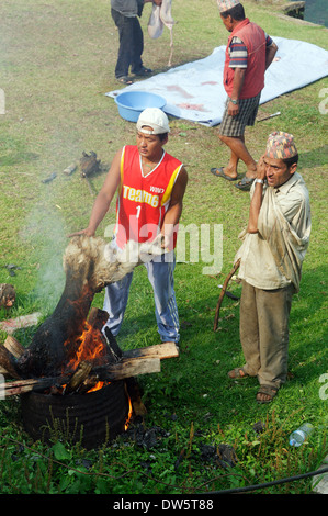 A goat, freshly decapitated and still with all its fur, is cooked on an open fire in Nepal Stock Photo